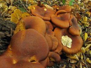 omphalotus olearius 2.jpg