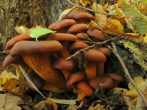 omphalotus olearius 3.jpg