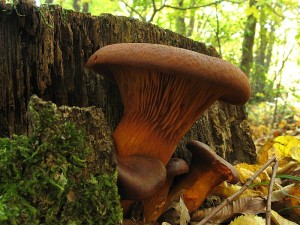 omphalotus olearius 4.jpg