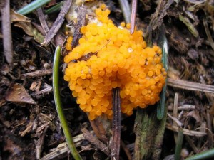 Oranovka vetenovtrus 6.jpg
