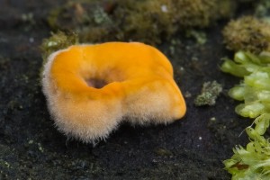 oranzovanaparezka.jpg