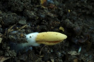 Otidea_sp.3.jpg