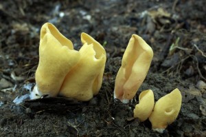 Otidea_sp.5.jpg