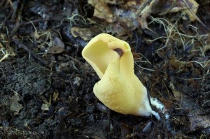 Otidea_sp.6.jpg