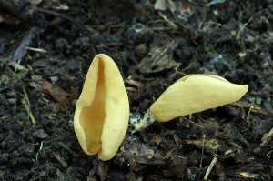 Otidea_sp..jpg