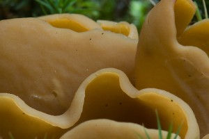 OtideaDetail.jpg