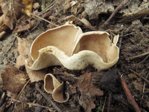 Ouko koovit-Otidea alutacea 1.jpg