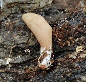 Ouko kornoutovit - Otidea onotica (6).jpg