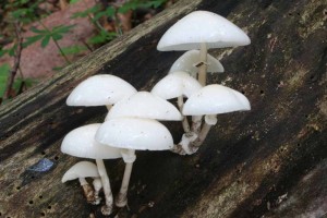 Oudemansiella_mucida.jpg