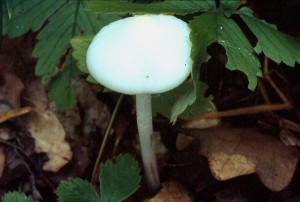 Oudemansiella_radicata_var.alba.jpg