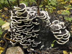 Outkovka pestr - Trametes versicolor.jpg