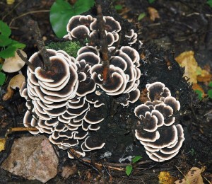 Outkovka pestr - Trametes versicolor (1).jpg