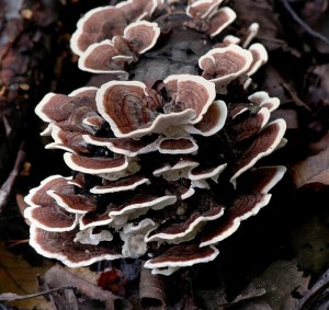 Outkovka pestr - Trametes versicolor (1).jpg
