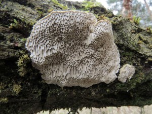 outkovka Trogova-Trametes trogii.jpg