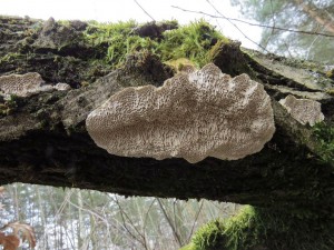 outkovka Trogova-Trmetes trogii 1.jpg