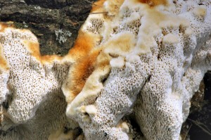 Outkovka Trogova - Coriolopsis trogii (1).jpg