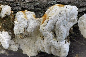 Outkovka Trogova - Coriolopsis trogii (2).jpg