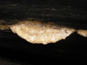 Outkovka Trogova 1.jpg