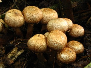p. bohouova.jpg