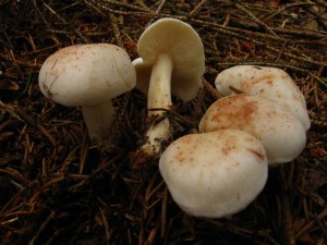 p. skvrnita.jpg