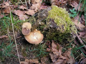 P.ciliatus.JPG