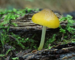 P.luteovirens.jpg