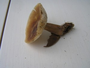 P1010001.JPG
