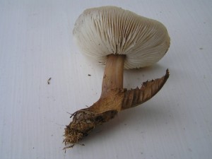 P1010004.JPG