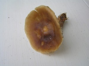 P1010005.JPG