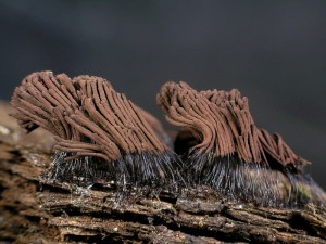 P1010006.jpg