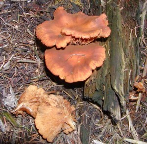 P1010009.jpg