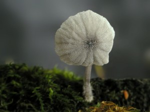 P1010014.jpg