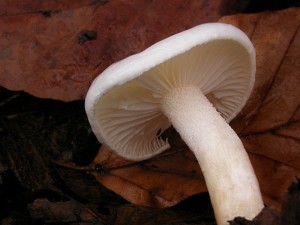 P1010017.jpg