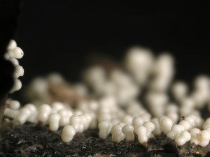 P1010031.jpg
