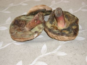 P1010036.jpg