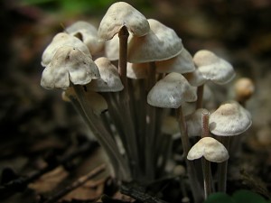 P1010040.jpg