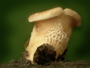 P1010055.jpg