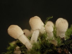 P1010074.jpg