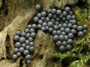 P1010092b.jpg