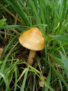 P1010105small.JPG