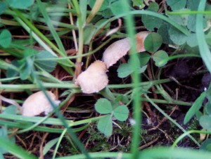 P1010547a.JPG