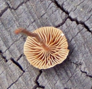P1010549a.JPG
