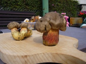P1010941x4.jpg