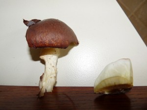 P1020517.JPG