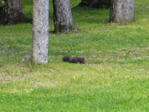 P1020555a.JPG