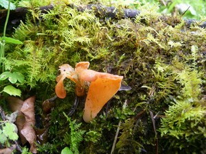 P1030665 rs.jpg