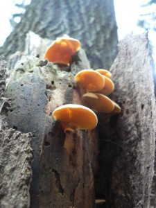 P1090548-1.JPG
