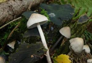 P1280495 - kopie.JPG