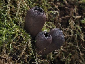P2230025 zvoneek pohrkovit.jpg