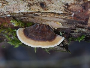 P2280045 netum.jpg